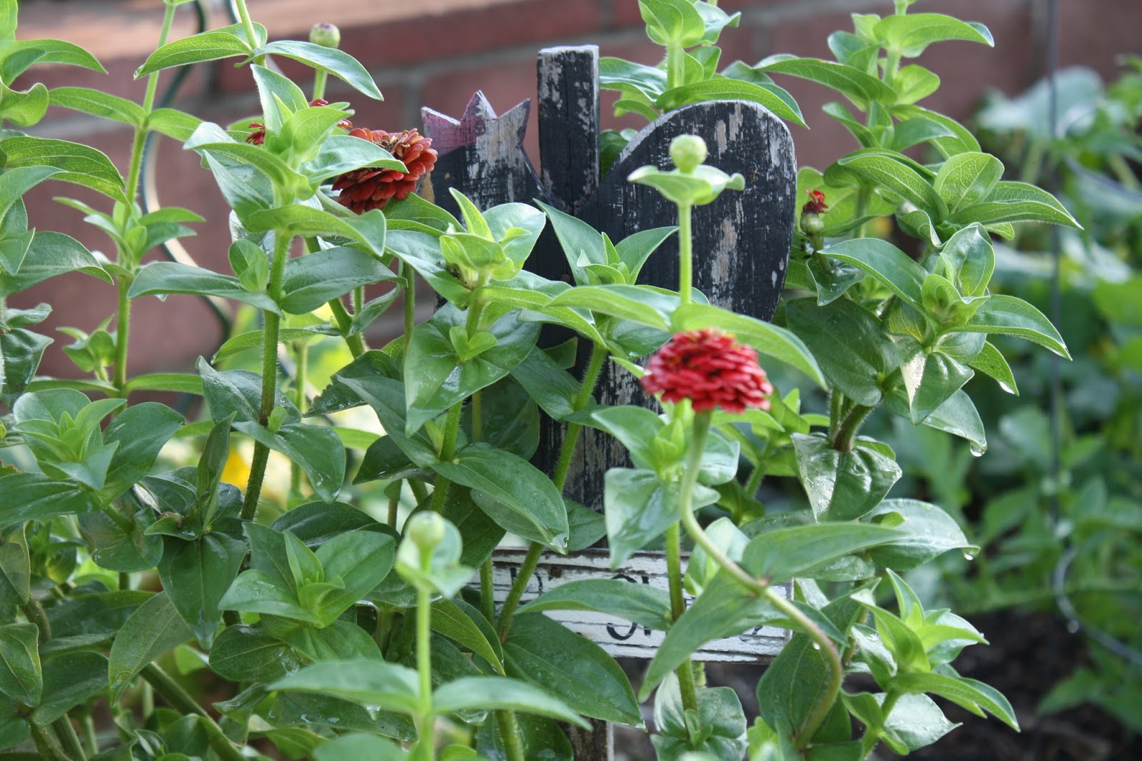 Sunny Simple Life Sunny Simple Life Fall Planting Guide